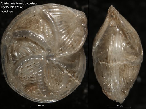 Cristellaria tumido-costata Cushman, 1917