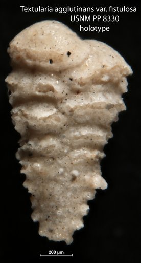 Textularia agglutinans var. fistula Cushman, 1911