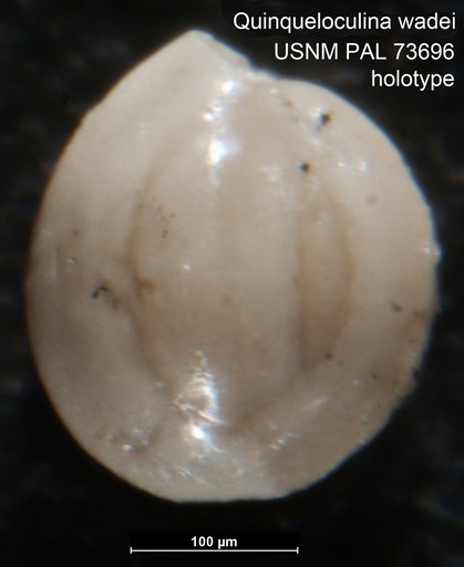 Quinqueloculina wadei Berry, 1929