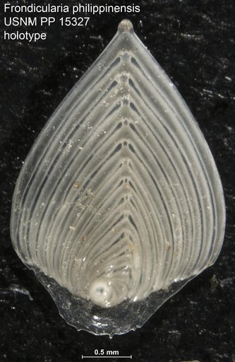 Frondicularia philippinensis Cushman, 1921