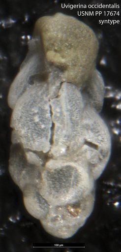 Uvigerina occidentalis Cushman, 1923