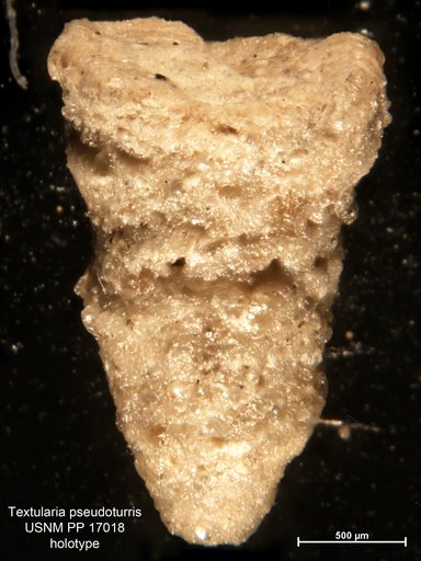 Textularia pseudoturris Cushman, 1922