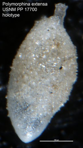 Polymorphina extensa Cushman, 1923