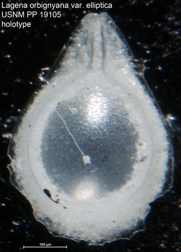 Lagena orbignyana var. elliptica Cushman, 1923