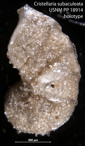 Cristellaria subaculeata Cushman, 1923