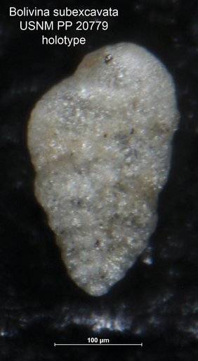 Bolivina subexcavata Cushman & Wickenden, 1929