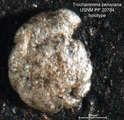 Trochammina peruviana Cushman & Kellett, 1929