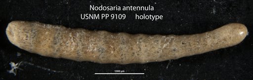 Nodosaria antennula Cushman, 1917