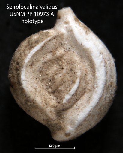 Spiroloculina validus Cushman, 1921