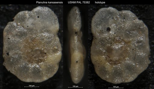 Planulina kansasensis Morrow, 1934