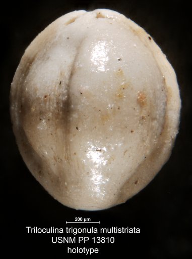 Triloculina trigonula var. multistriata Cushman, 1921