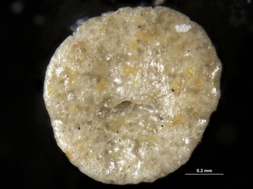 Textularia pseudotrochus Cushman, 1922