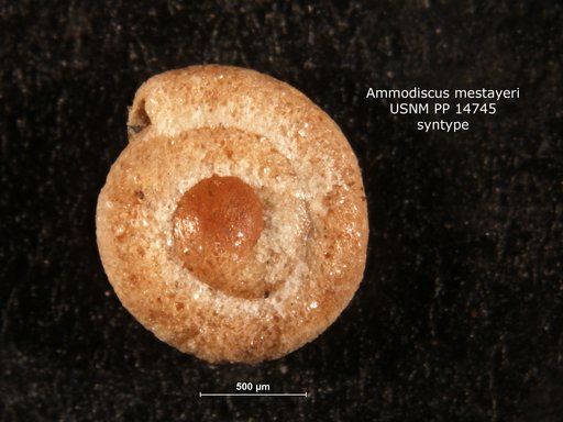 Ammodiscus mestayeri Cushman, 1919