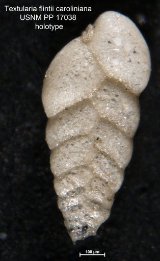 Textularia flintii var. caroliniana Cushman, 1922