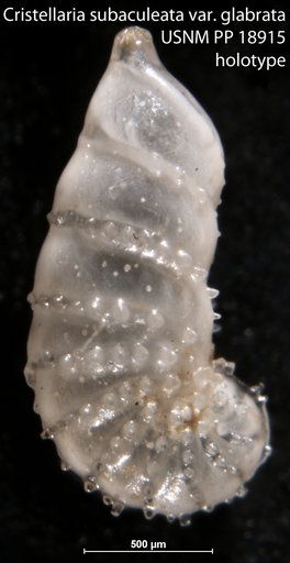 Cristellaria subaculeata var. glabrata Cushman, 1923