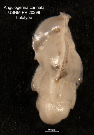 Angulogerina carinata Cushman, 1927
