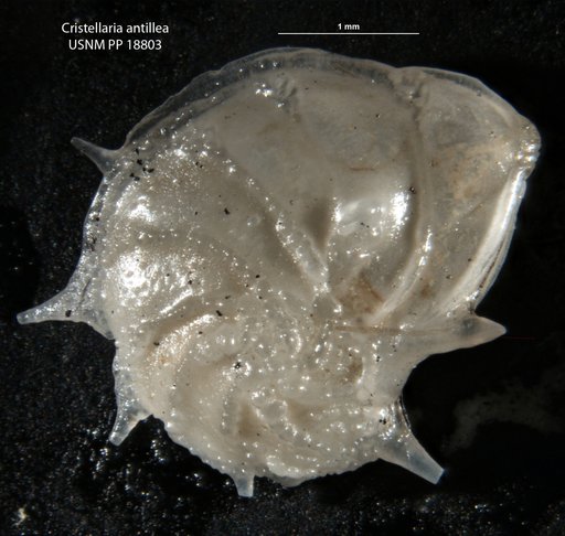 Cristellaria antillea Cushman, 1923