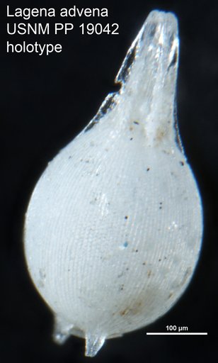 Lagena advena Cushman, 1923
