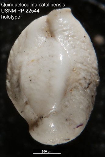 Quinqueloculina catalinensis Natland, 1938