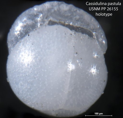 Cassidulina patula Cushman, 1933