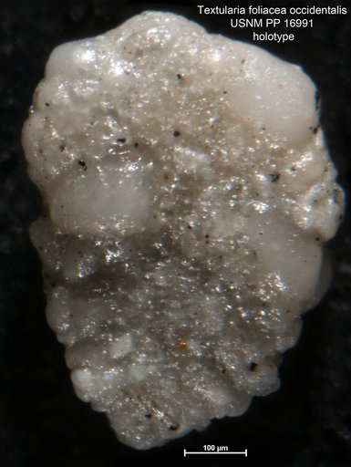 Textularia foliacea var. occidentalis Cushman, 1922