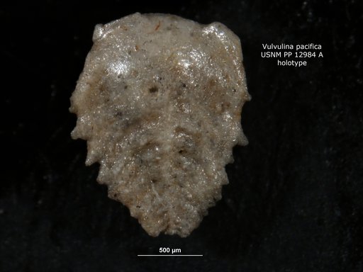 Vulvulina pacifica Cushman, 1932