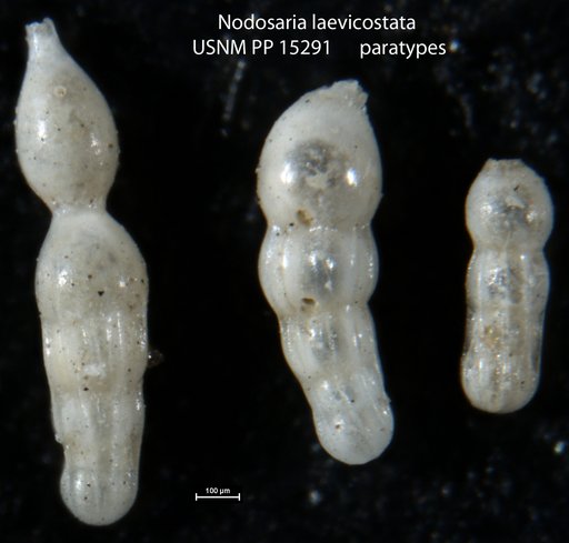 Nodosaria laevicostata Cushman, 1917
