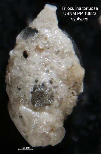 Triloculina tortuosa Cushman, 1921