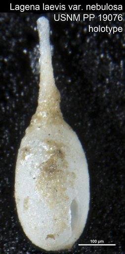 Lagena laevis var. nebulosa Cushman, 1923