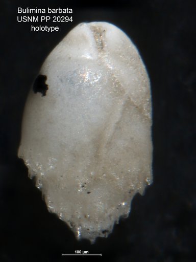 Bulimina barbata Cushman, 1927