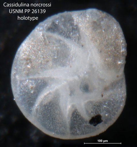 Cassidulina norcrossi Cushman, 1933