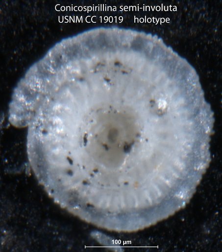 Conicospirillina semi-involuta Cushman, 1933