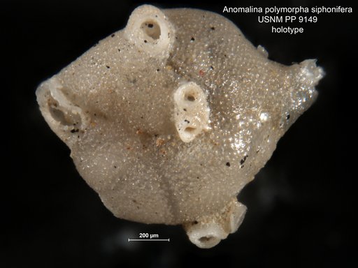 Anomalina polymorpha var. siphonifera Cushman, 1917