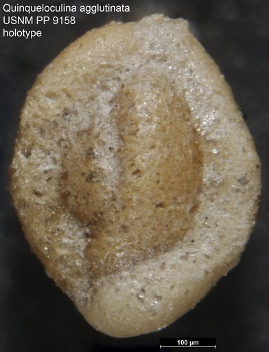 Quinqueloculina agglutinata Cushman, 1917