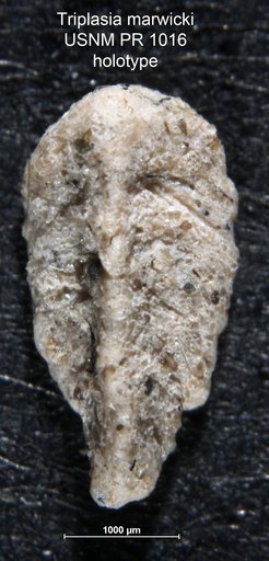 Triplasia marwicki Loeblich & Tappan, 1952