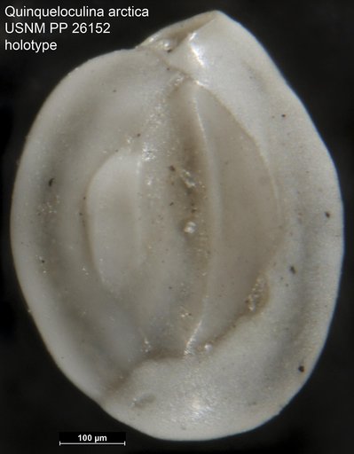 Quinqueloculina arctica Cushman, 1933