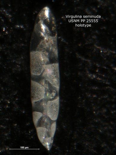 Virgulina seminuda Natland, 1938