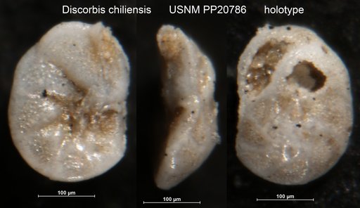 Discorbis chiliensis Cushman & Kellett Nadeau, 1929