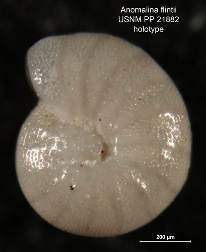Anomalina flintii Cushman, 1931