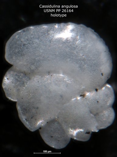 Cassidulina angulosa Cushman, 1933
