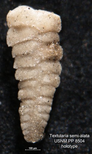 Textularia semi-alata Cushman, 1913