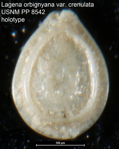 Lagena orbignyana var. crenulata Cushman, 1913
