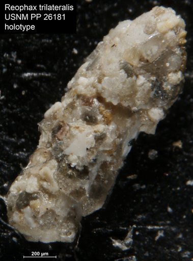 Reophax trilateralis Cushman, 1935
