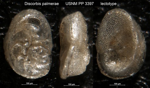 Discorbis palmerae Bermudez, 1935