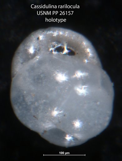 Cassidulina rarilocula Cushman, 1933