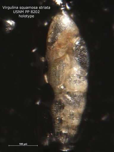 Virgulina squamosa Bagg, 1908