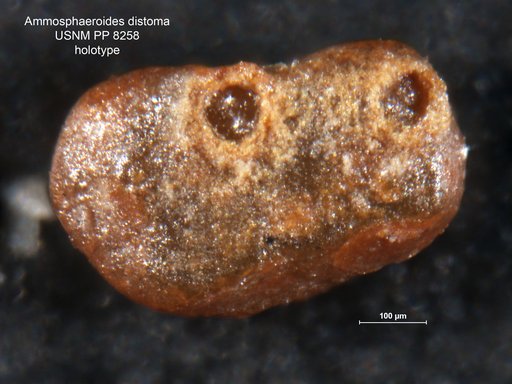 Ammosphaeroides distoma Cushman, 1910