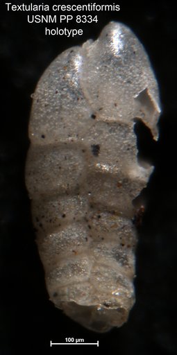 Textularia crescentiformis Cushman, 1911