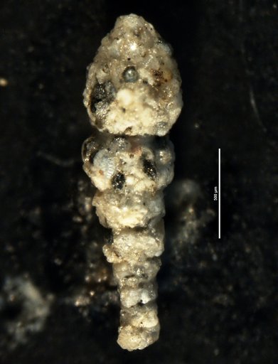 Ammobaculites reophaciformis Cushman, 1910
