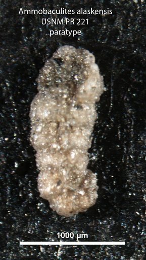 Ammobaculites alaskensis Tappan, 1955